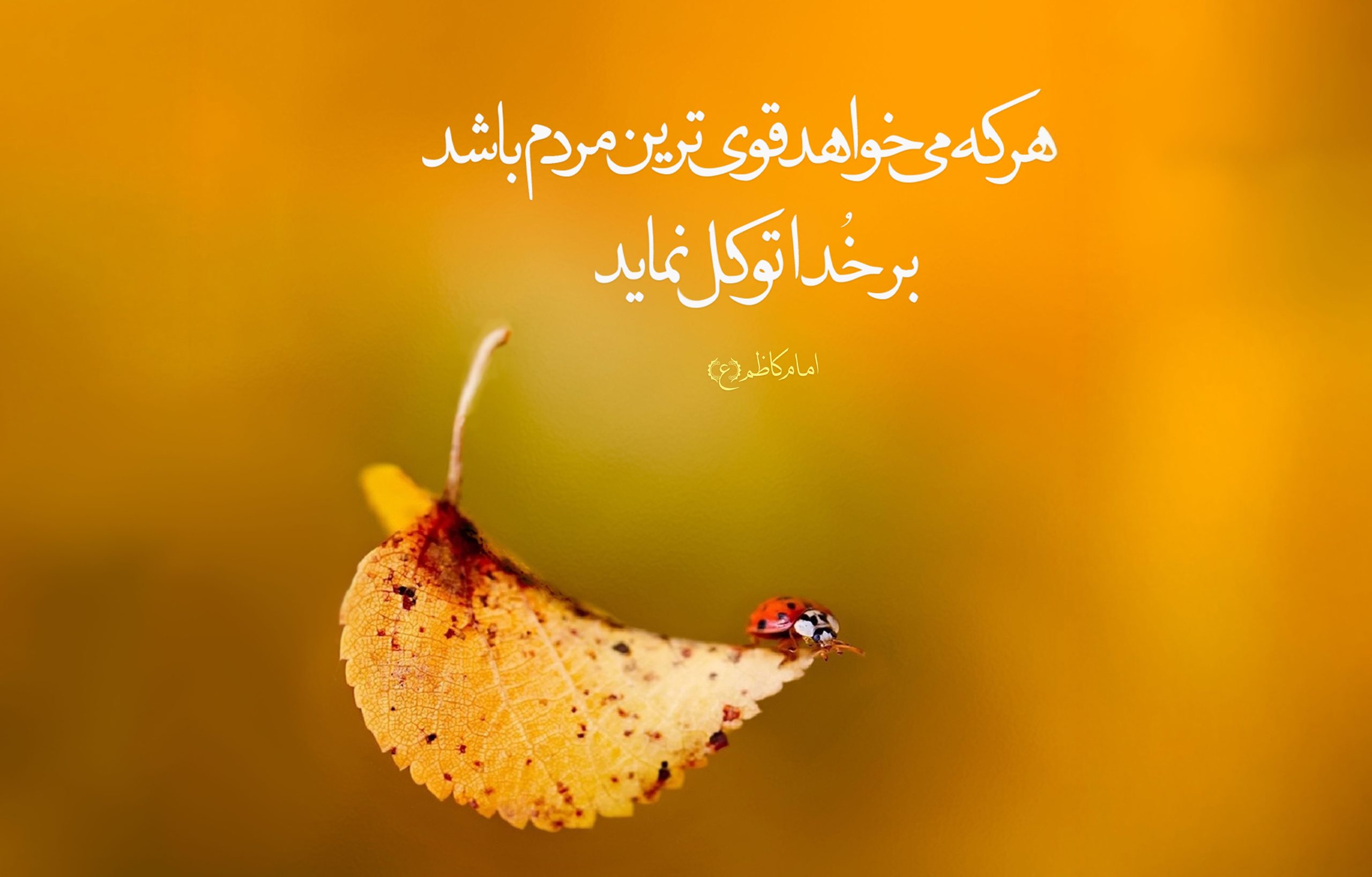 توصیه های ناب